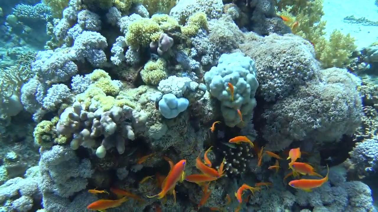 Diving March 2022. Egypt Sharm & Dahab