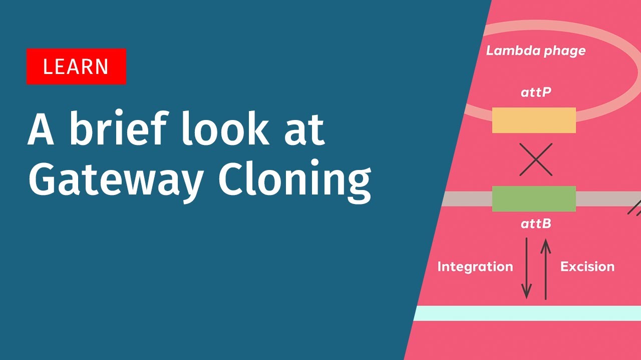 Gateway Cloning: How the BP and LR Reactions Work