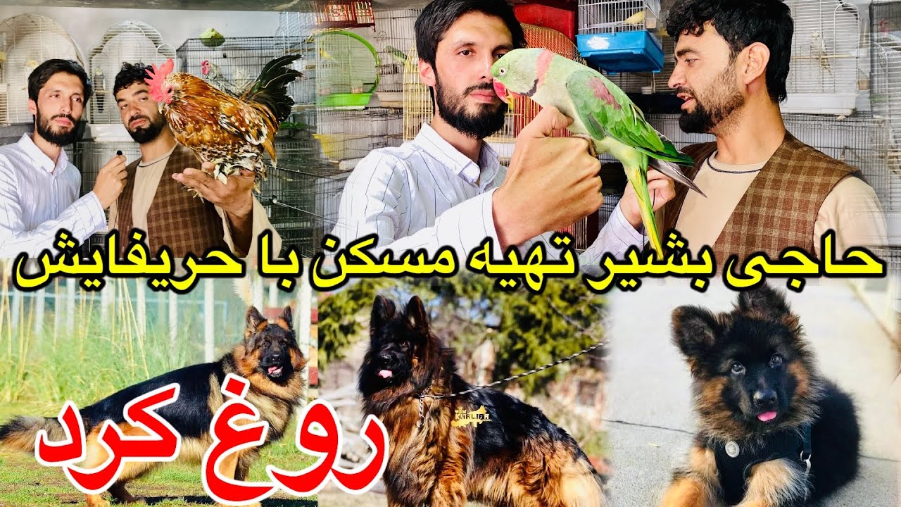 صلح حاجی بشیرتهیه مسکن با حریفایش| شوقیان کابل | گرگهای قیمتی
