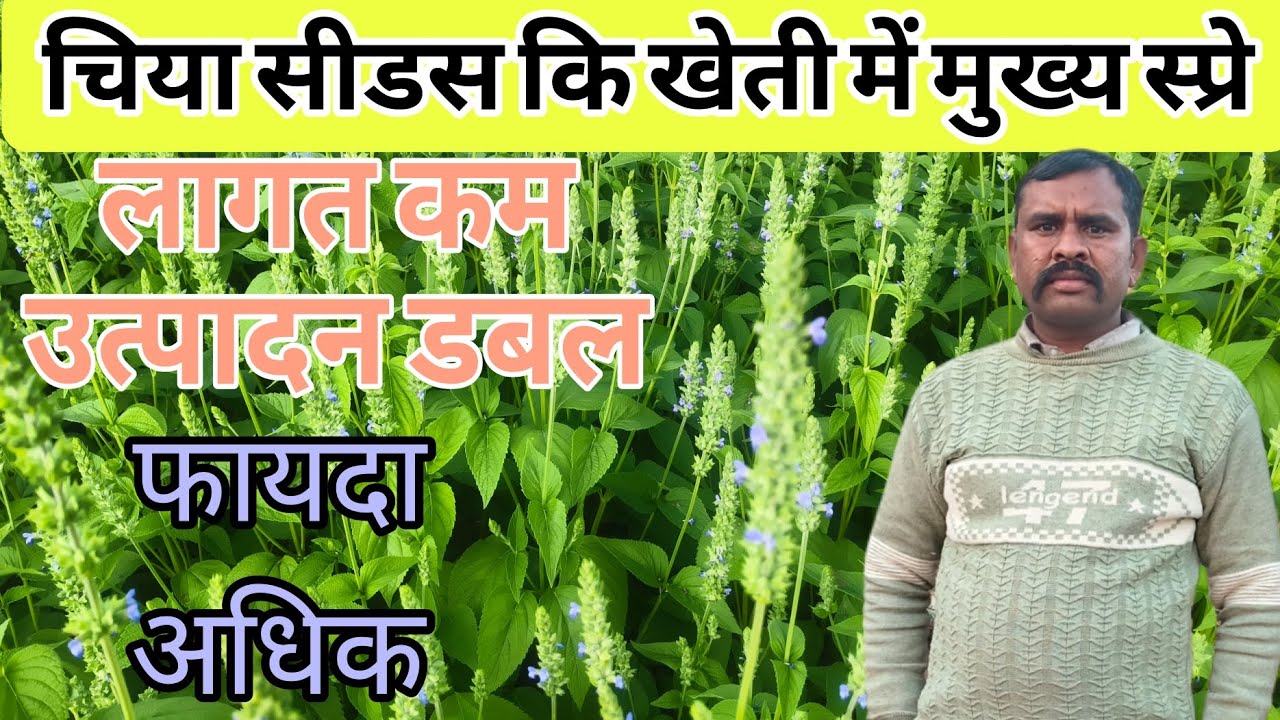चिया सीड्स की खेती मैं फ्लोरिंग स्टेज पर कोनसा स्प्रे जिससे उत्पादन बढ़ा सकते है प्रति एकड़ / चिया
