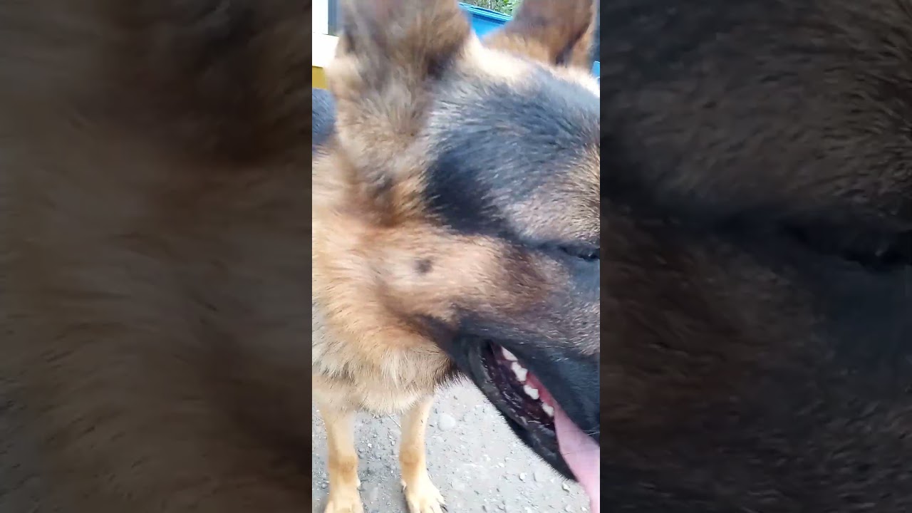 garrotazo