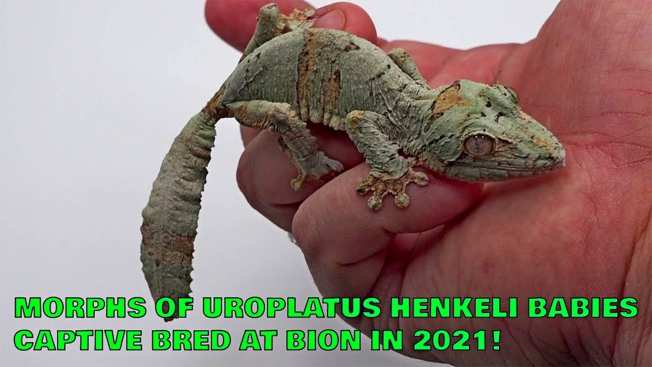 Digest of Uroplatus henkeli morphs gecko that we got from 2021 breeding season!