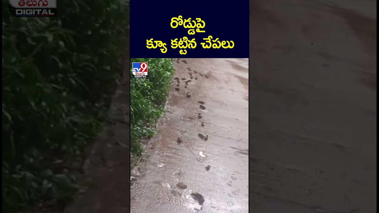 Fish queued up on the road -TV9