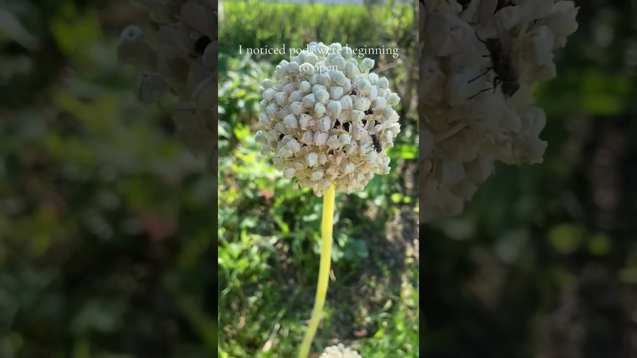 When to harvest onion seeds. How to harvest onion seeds.