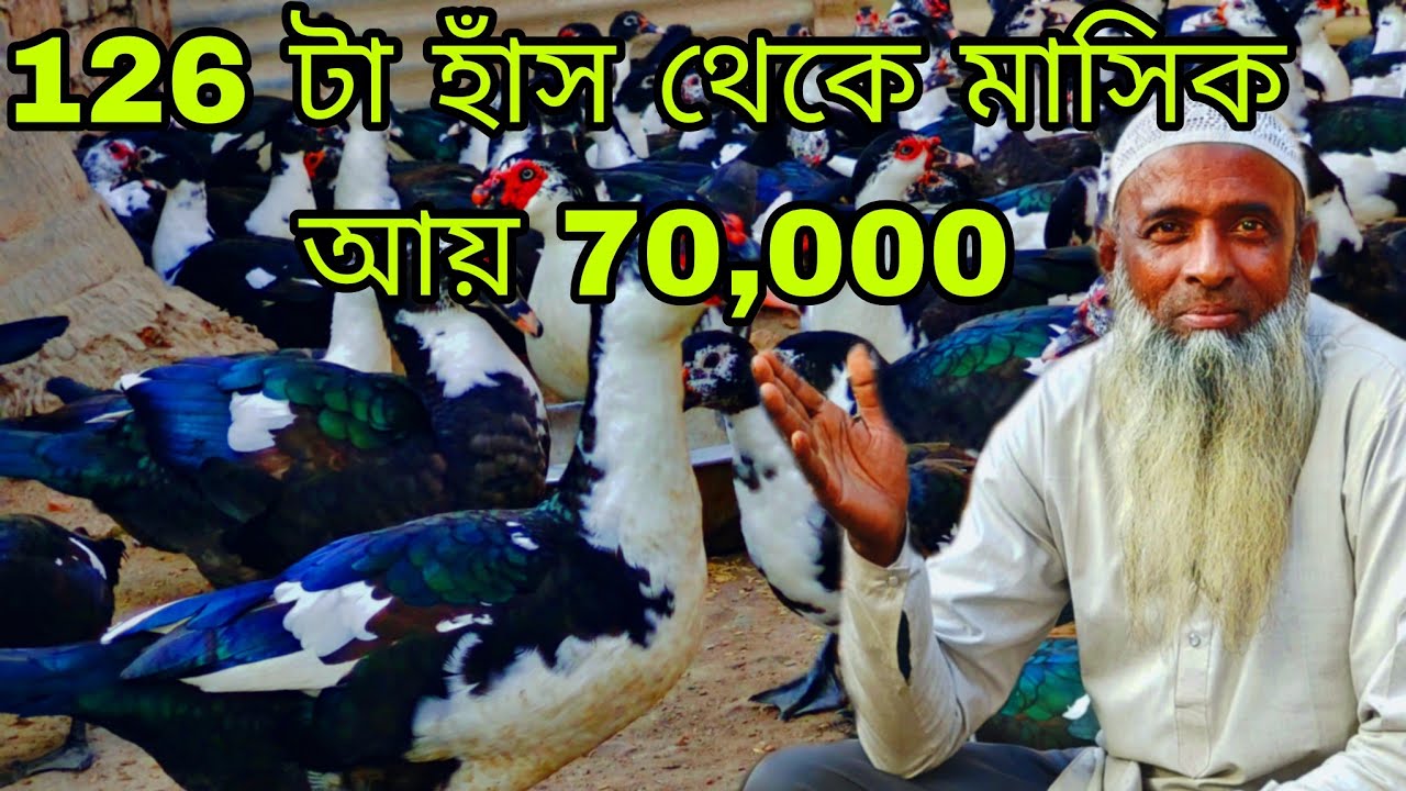 106 টা হাঁস থেকে মাসিক আয় 70,000 হাজার টাকা। China Duck Farming live  video.
