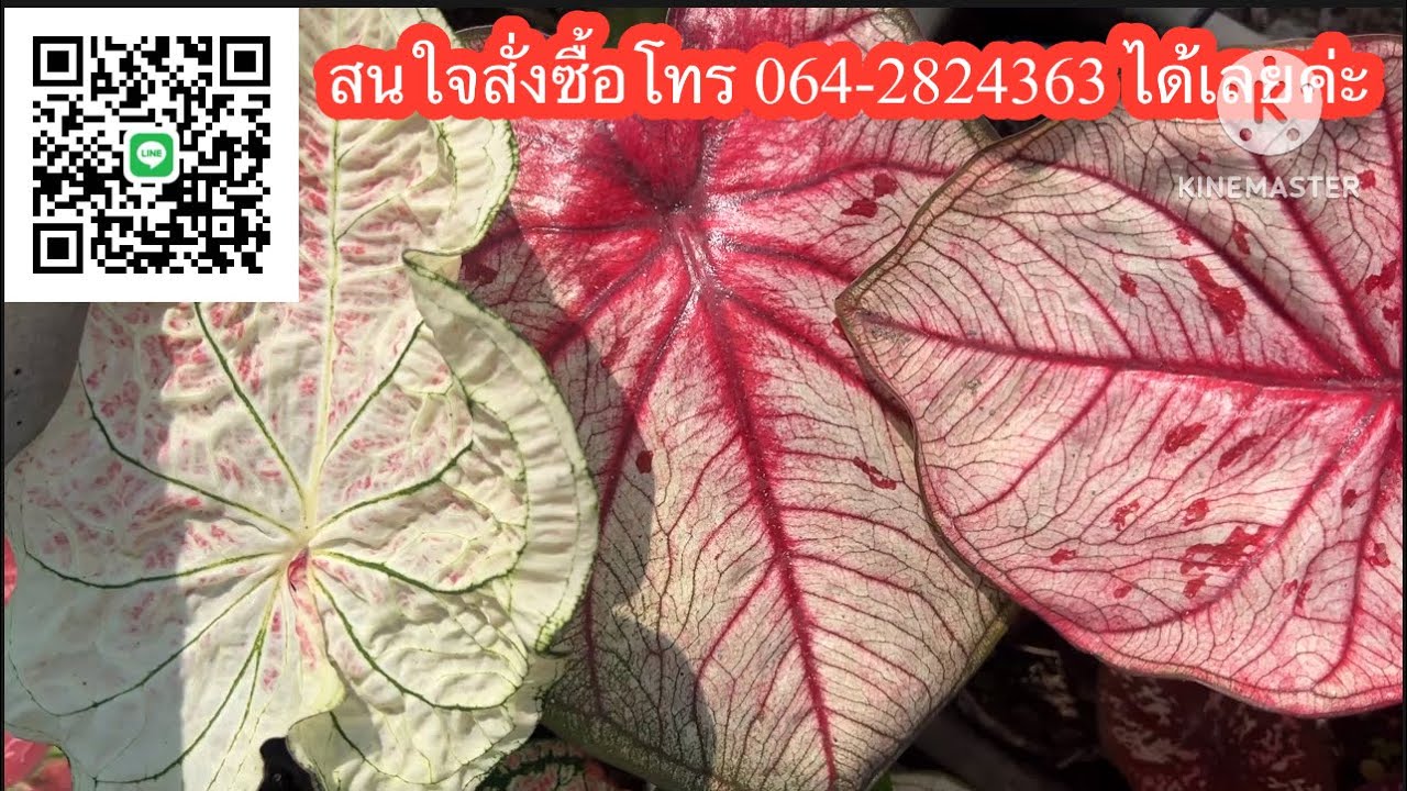 Эпизод 1257 🔥💖 Красивые декоративные каладиумы, продаются в горшках ✅ Оплата при доставке ☎️ Звон...
