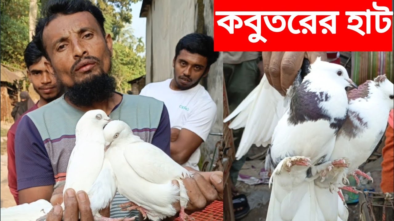 November 27, 2024 চাড়াভিটা হাটের কবুতরের দরদাম।। যশোর