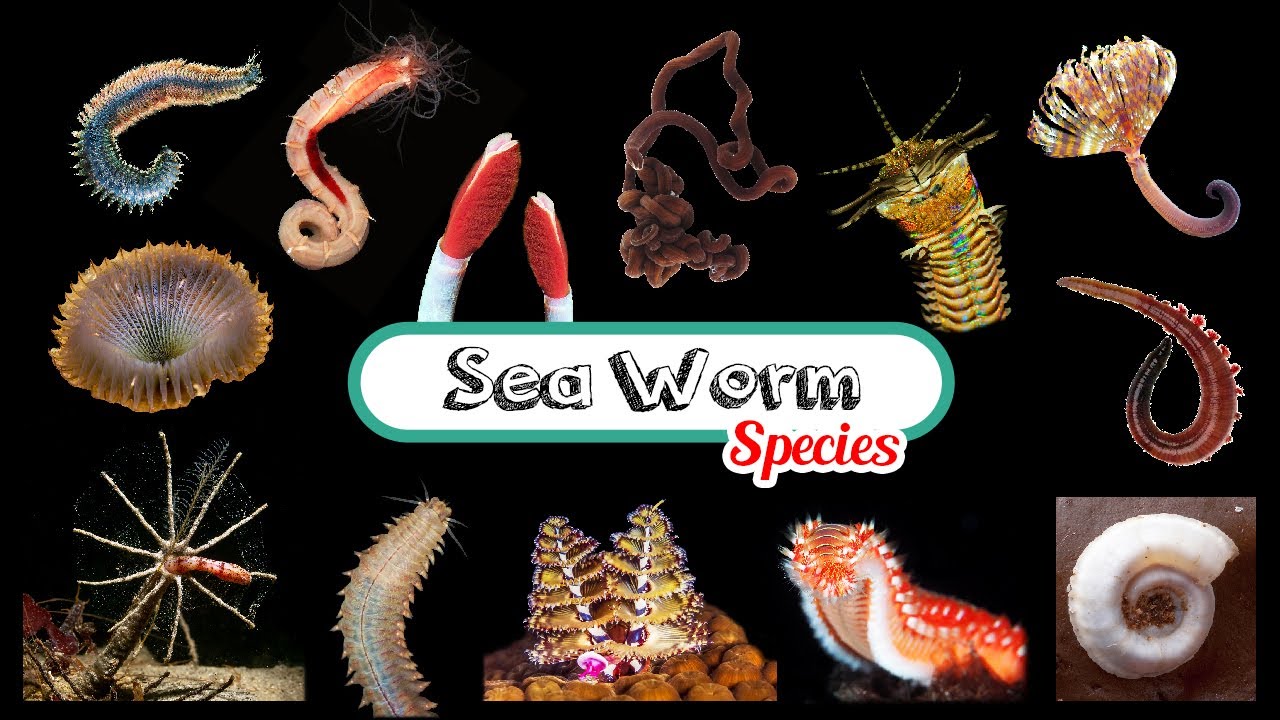 Sea Worms Species / A Fun List of Sea Worms / Leo & Lia Kids TV