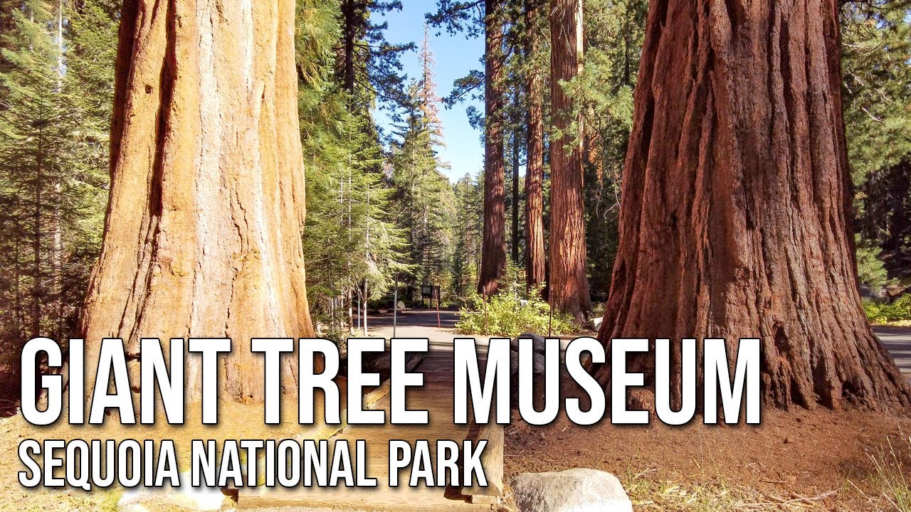 Giant Tree Museum and Hiking Among Sequoias