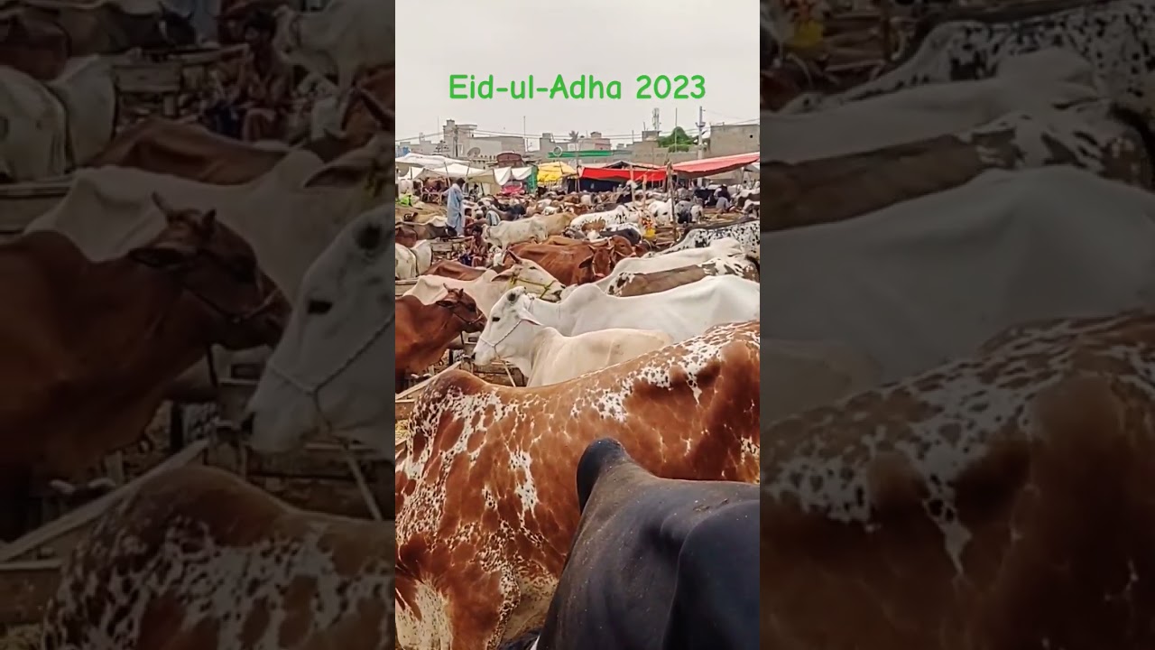 Eidul Adha 2023 Qurani ke Janwaron ki Maweshi Mandi @k1tvurdu #eid  #animals