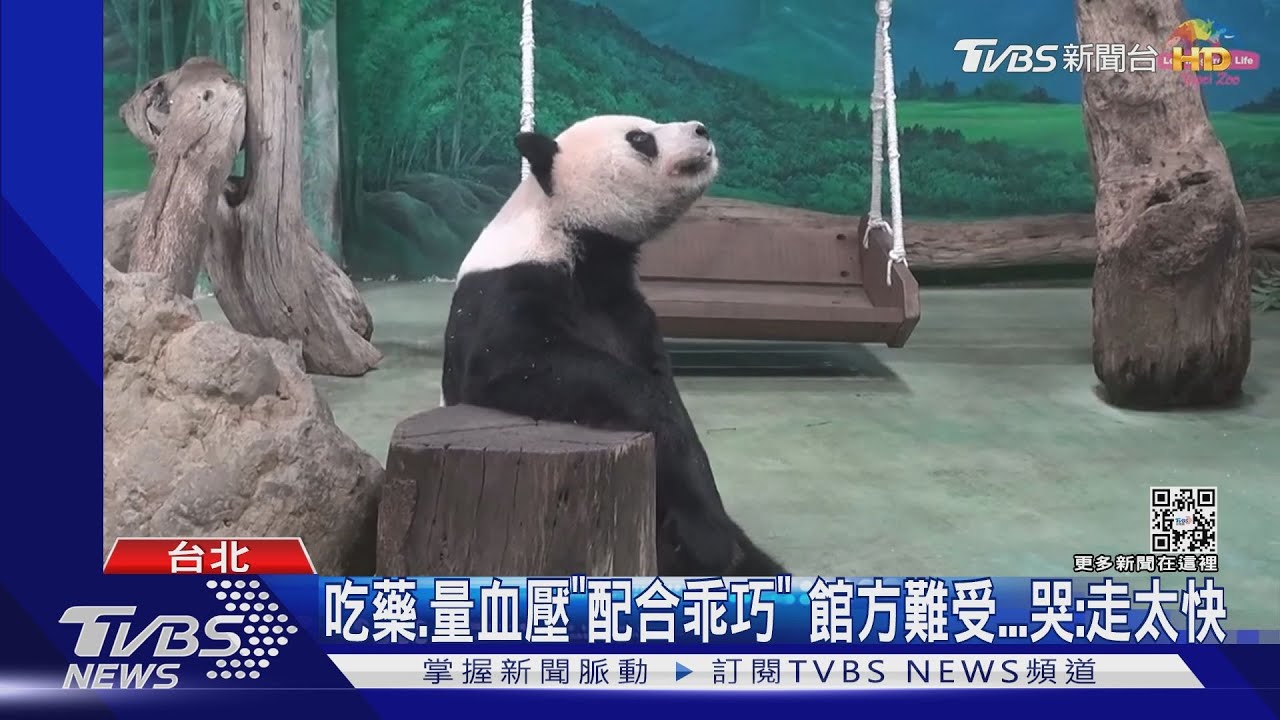 不捨...團團病逝 粉絲抱館區人員哭:不能接受｜TVBS新聞