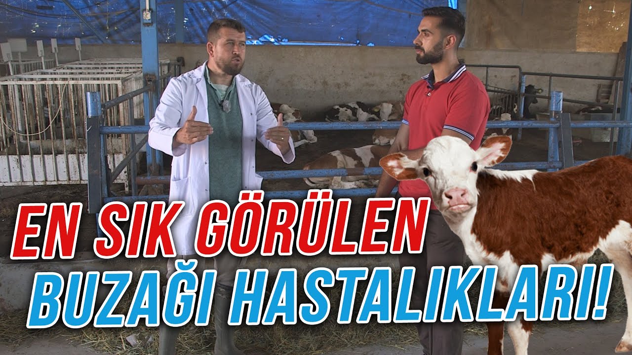En Sık Görülen Buzağı Hastalıkları ve Çözümleri