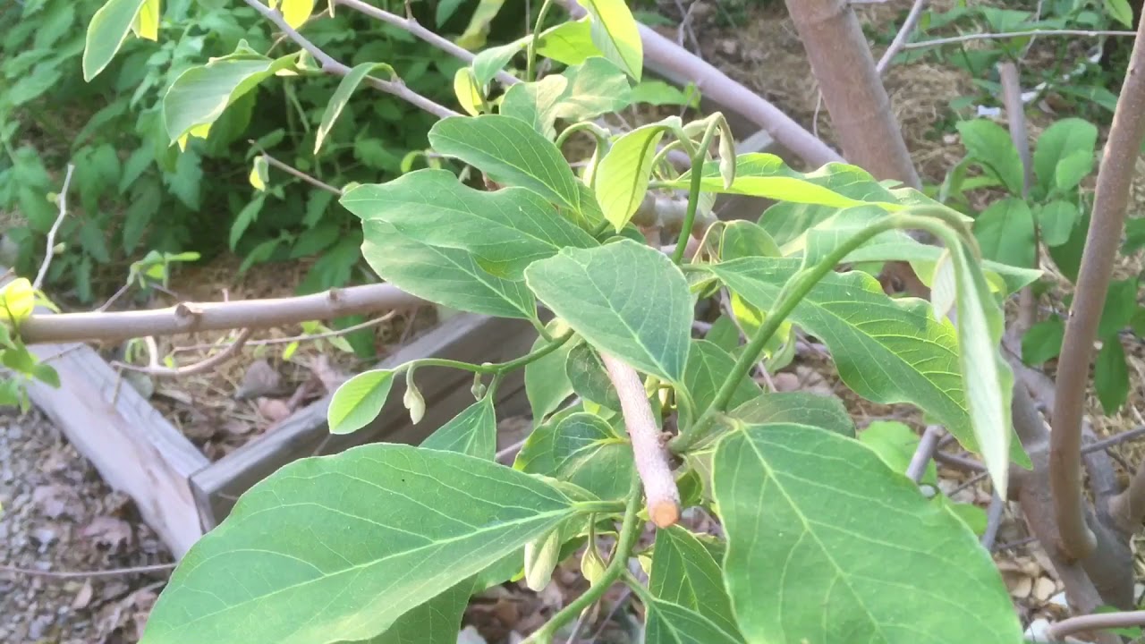 Annona Fruit Trees in Arizona (Update 2021)