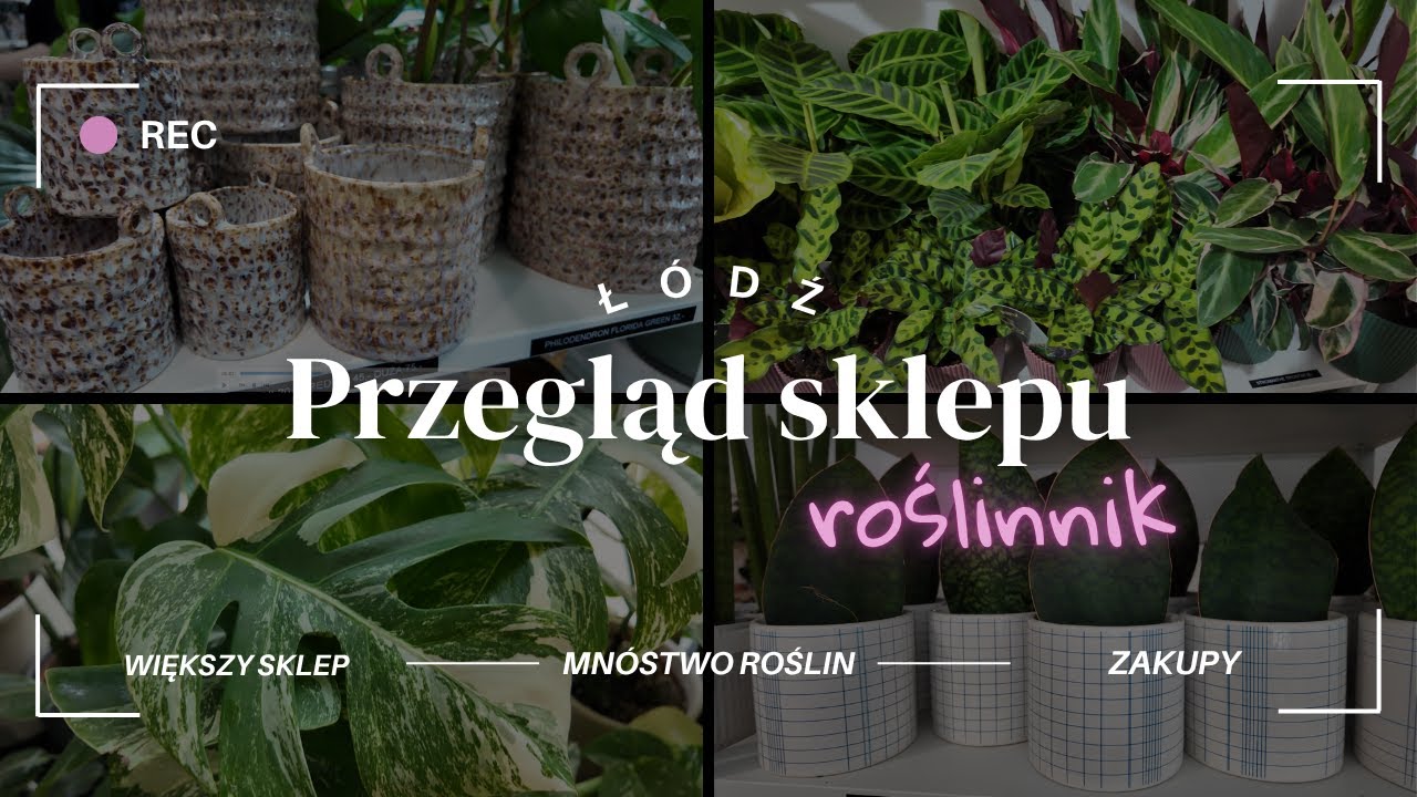 🌱 PRZEGLĄD SKLEPU ROŚLINNIK 🪴 NOWY WIĘKSZY SKLEP 🌿💚 RELACJA Z NOWEGO OTWARCIA 🌱 NOWE ROŚLINKI 🪴