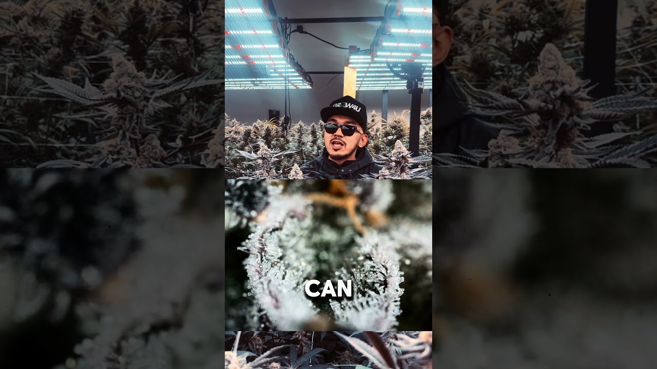 Grow4U_Deluxe Sugar Cane (Strain Review) 4K