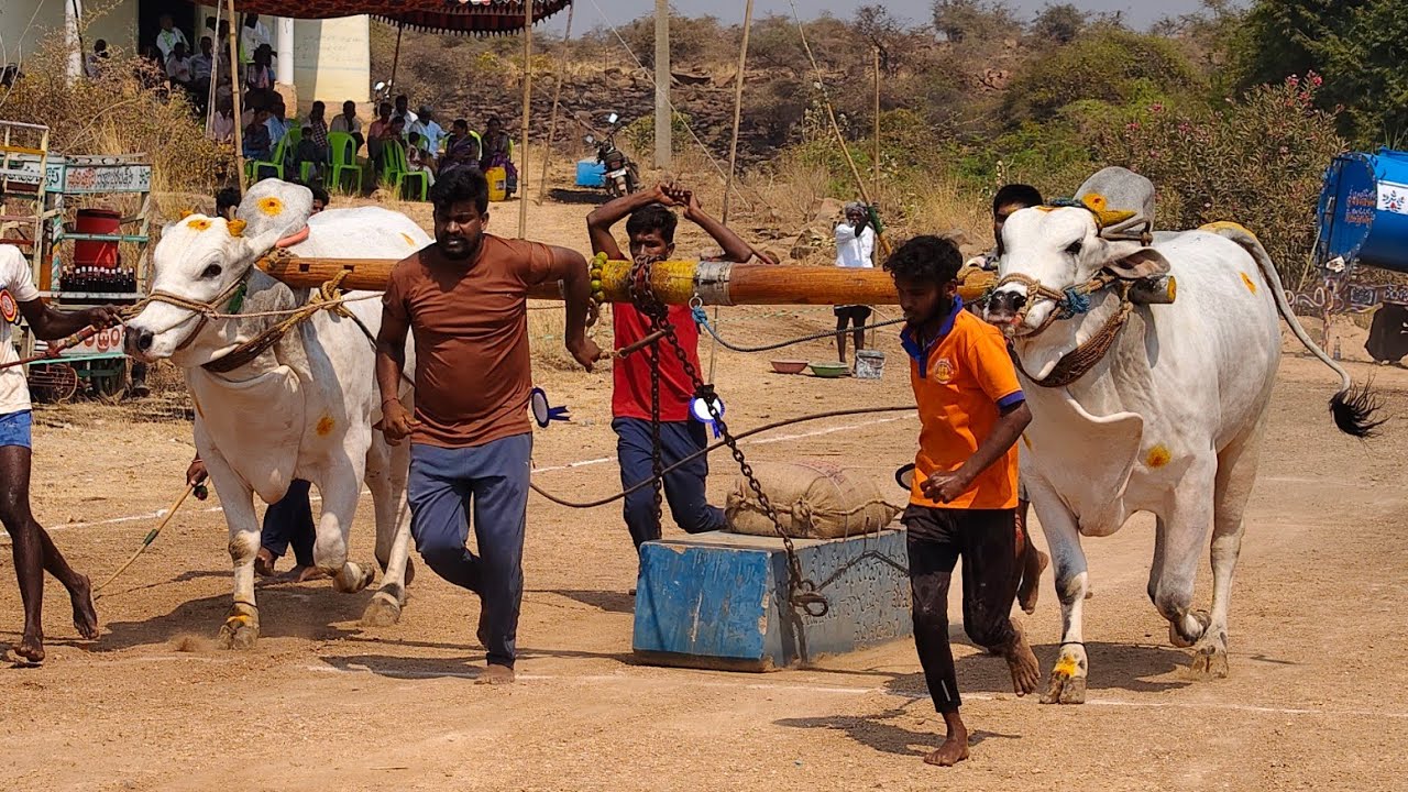 2026-బోప్పేపల్లి.న్వూకేటగిరి.2వ జత.SBR BULLS షేక్ మహమ్మద్ ఫరిద్ గారు ఏ.నారయణపురం అనంతపురం జిల్లా 