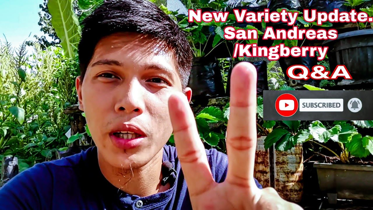 Strawberry sa Mainit na lugar New Variety Update, San Andreas/Kingberry. Q&A Tayo. #strawberryph