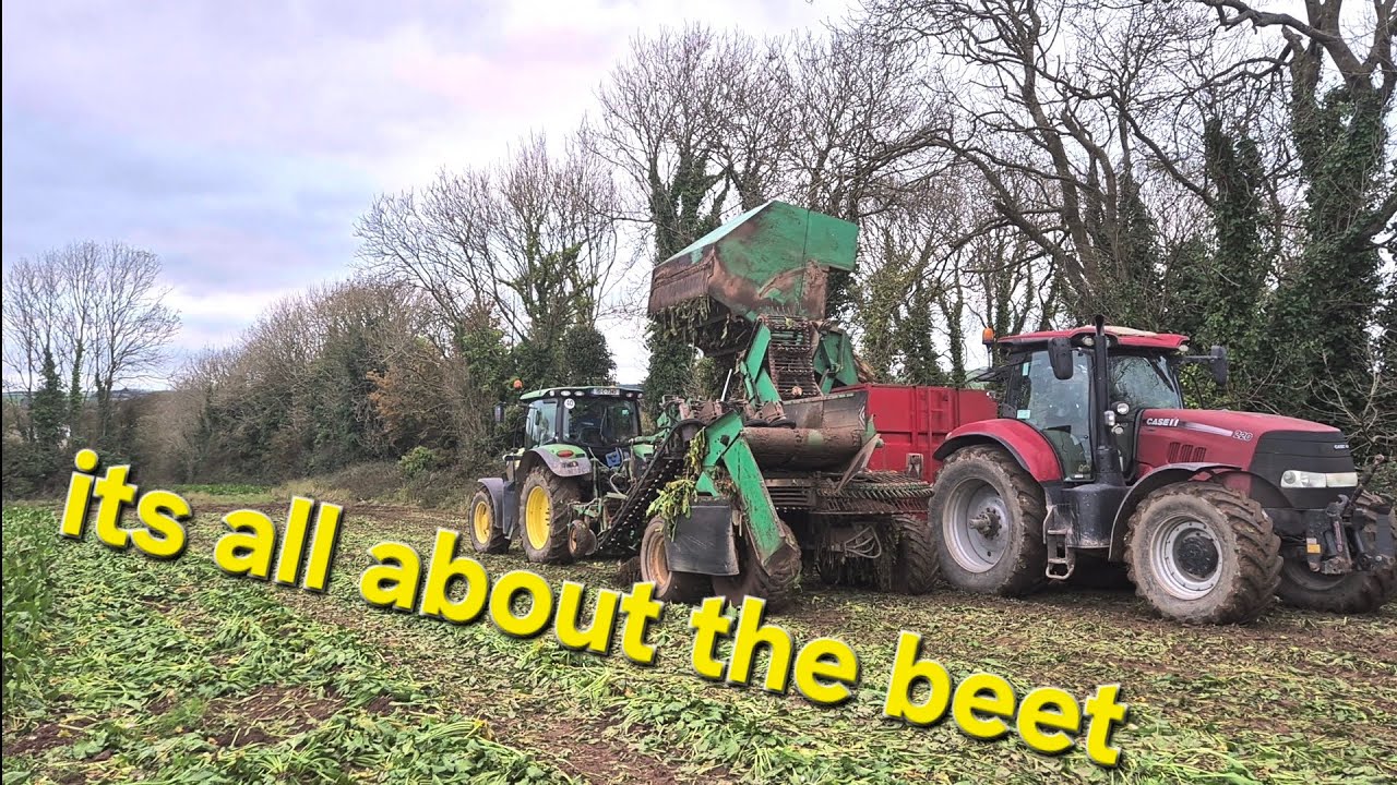 day 74. harvesting beet, loading beet and liam cam 🎥
