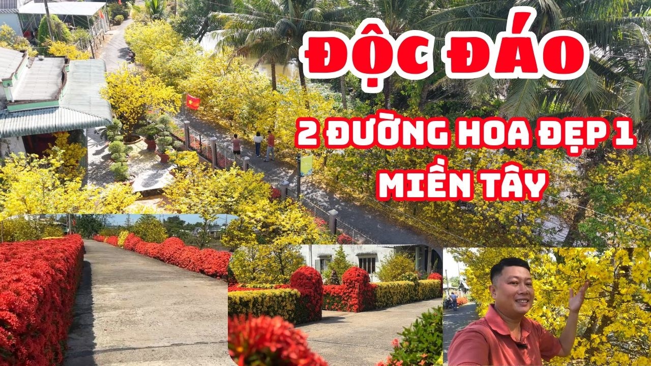 ĐỘC ĐÁO ĐƯỜNG HOA MAI- HOA TRANG TẾT Ở MIỀN TÂY| Thái Phúc Hiền Tv