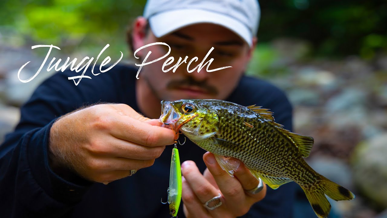 Jungle Perch in Crystal Clear Streams - Daintree Rainforest Fishing