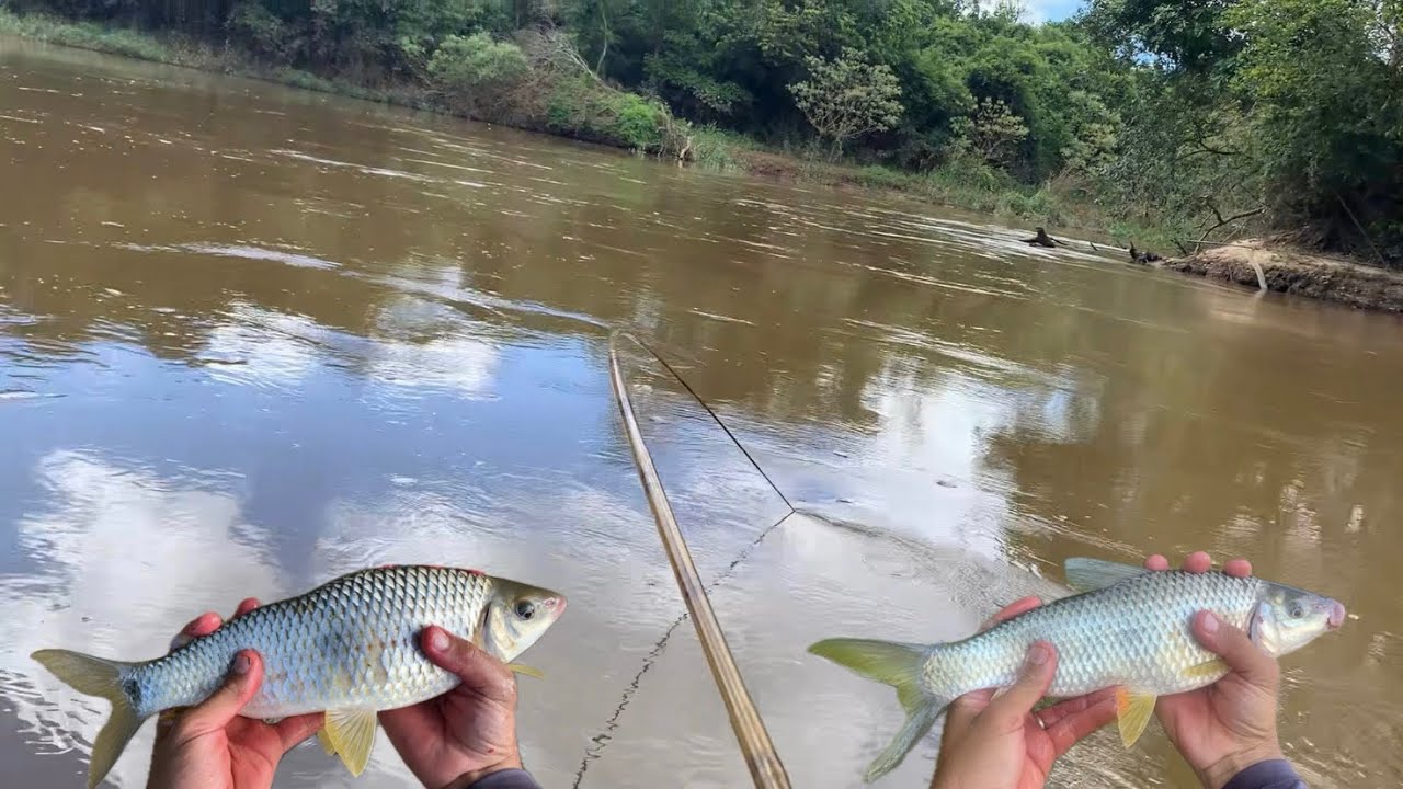 PIAPARA E PIAU ENFIANDO A VARA DENTRO D’ÁGUA!!! PRIMEIRA PESCARIA DE PIAPARA DO ANO! Rio Verde!