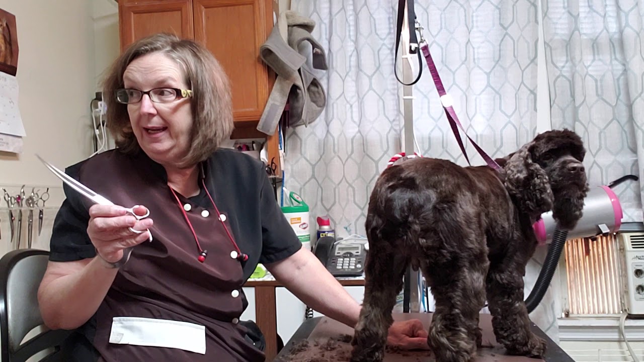 Cocker spaniel grooming in 20 minutes
