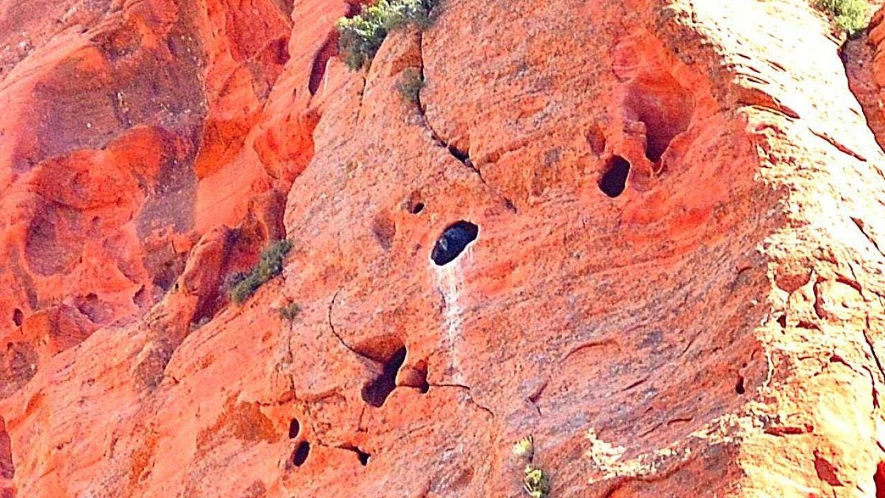 Two rare endangered California condor nests spotted in southern Utah