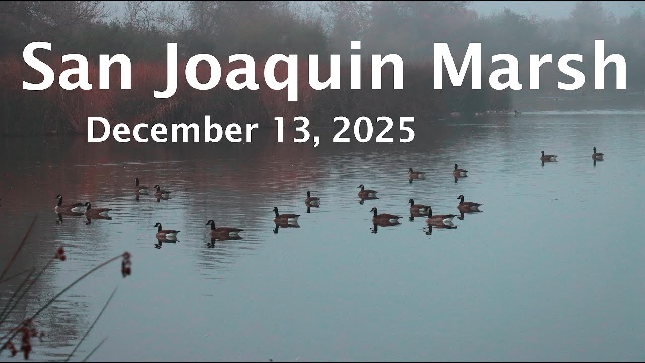San Joaquin Marsh, December 13, 2025