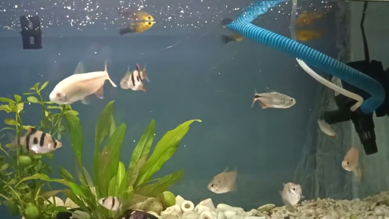 Memories of my cute fishes 🥹