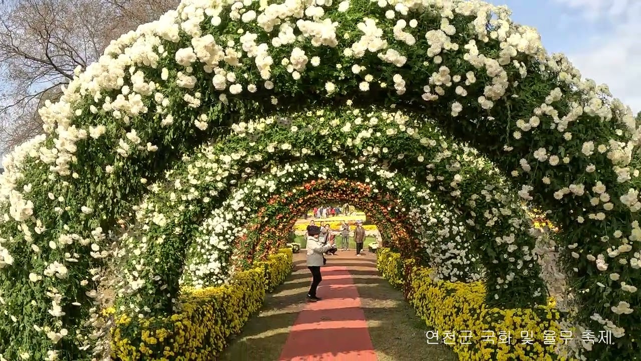 연천국화축제