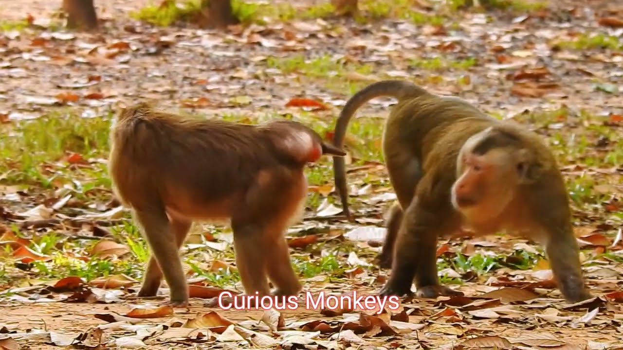 The Surprising Journey of Monkey Barnum