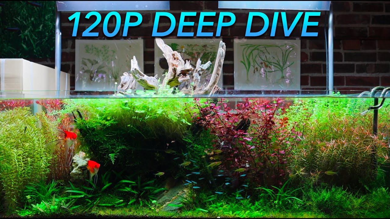 Long-Term Aquascaping - ADA 120P 1 Year Retrospective #aquascaping  #aquarium  #plantedtank
