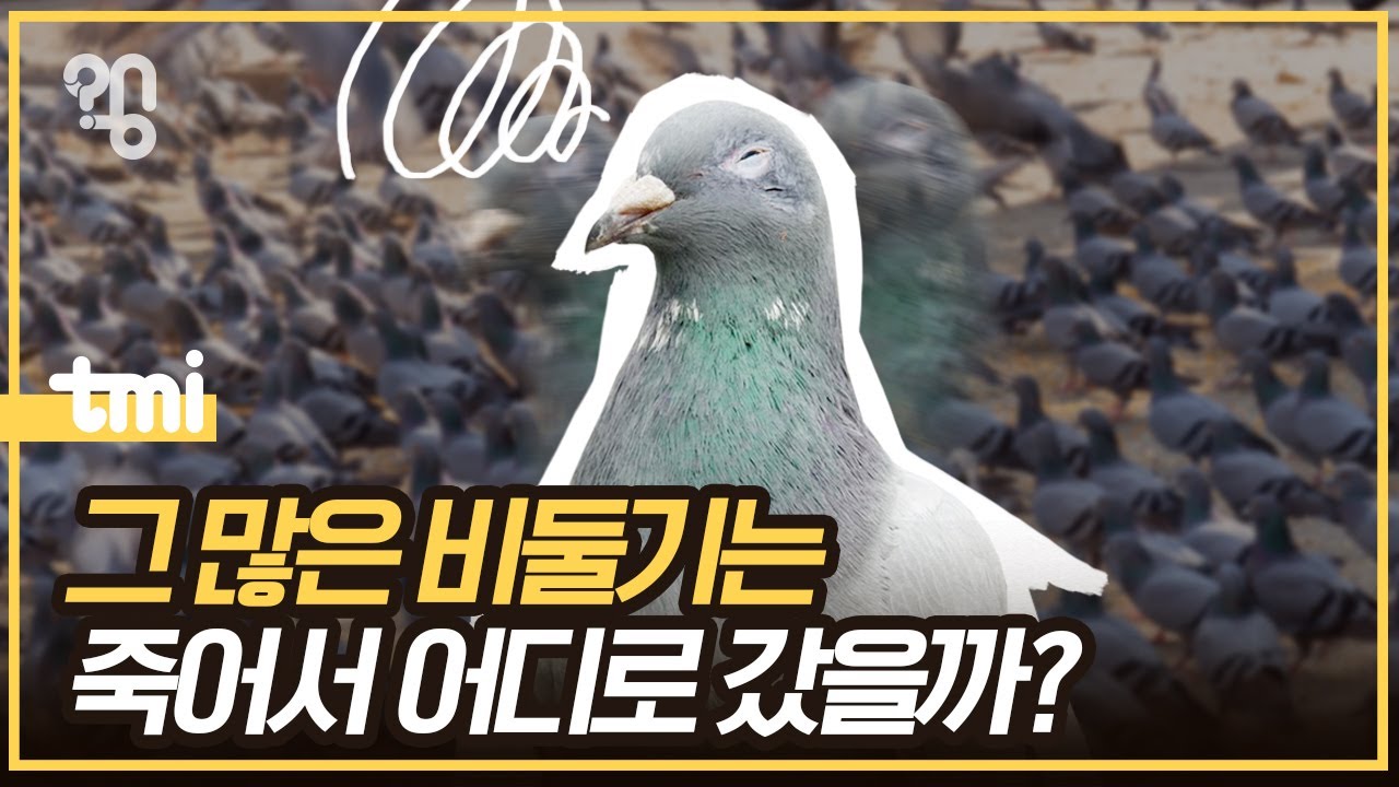 비둘기는 엄청 많은데 왜 사체는 보이지 않을까?