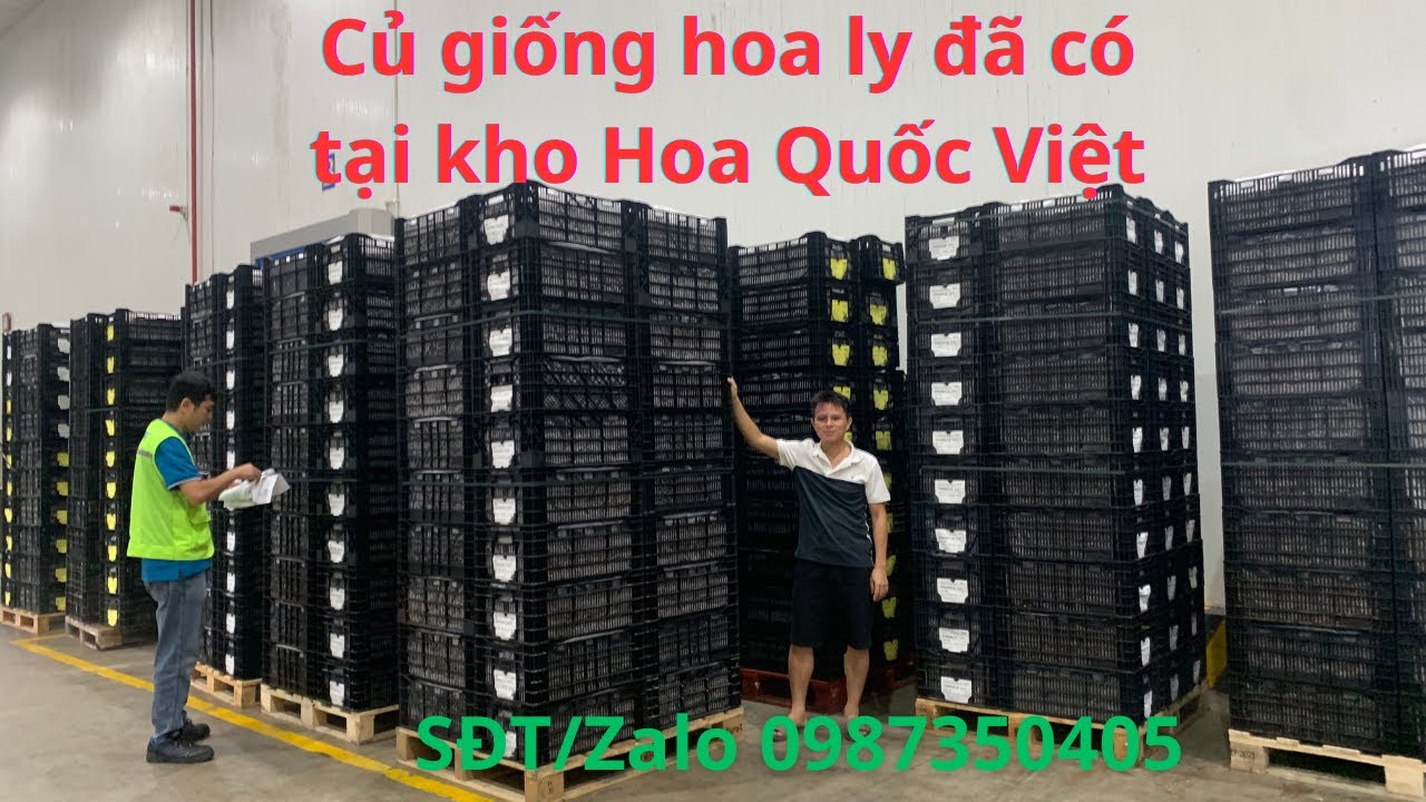 Củ Giống hoa Ly đ&atilde; c&oacute; tại kho Hoa  Quốc Việt | Hoa Quốc Việt
