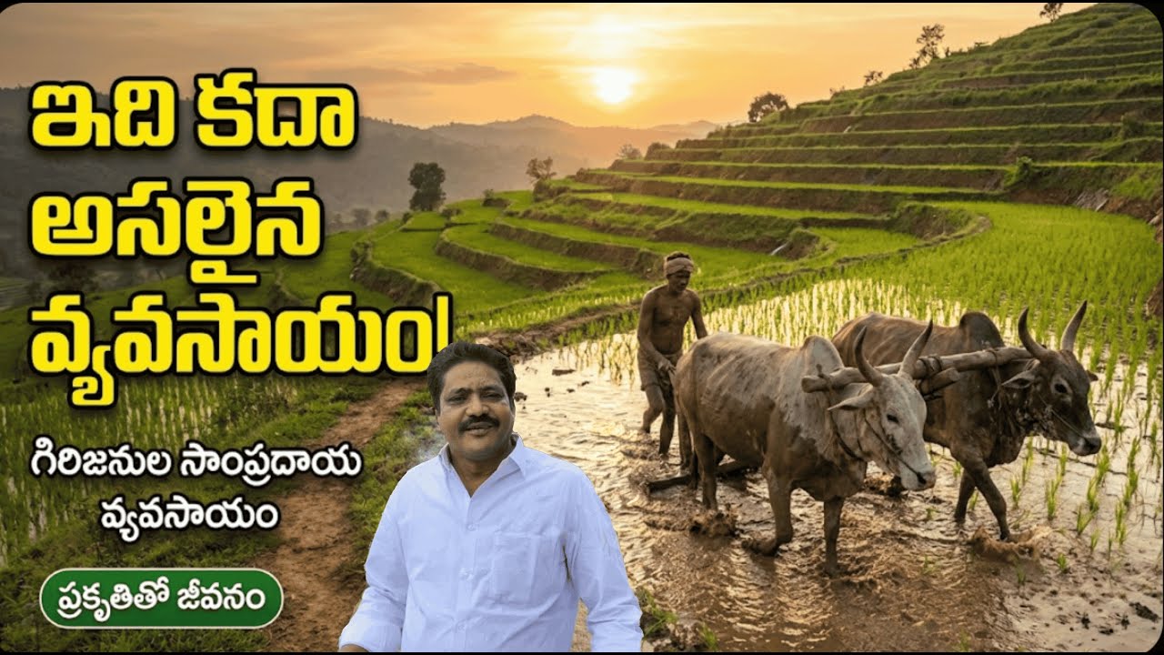 ఇది కదా! అసలైన వ్యవసాయం. గిరిజనుల అద్భుతమైన జీవనశైలి | Tribal Step Cultivation Vlog