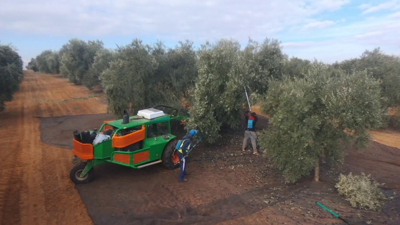 Recolección de aceituna con Buggy MAI 