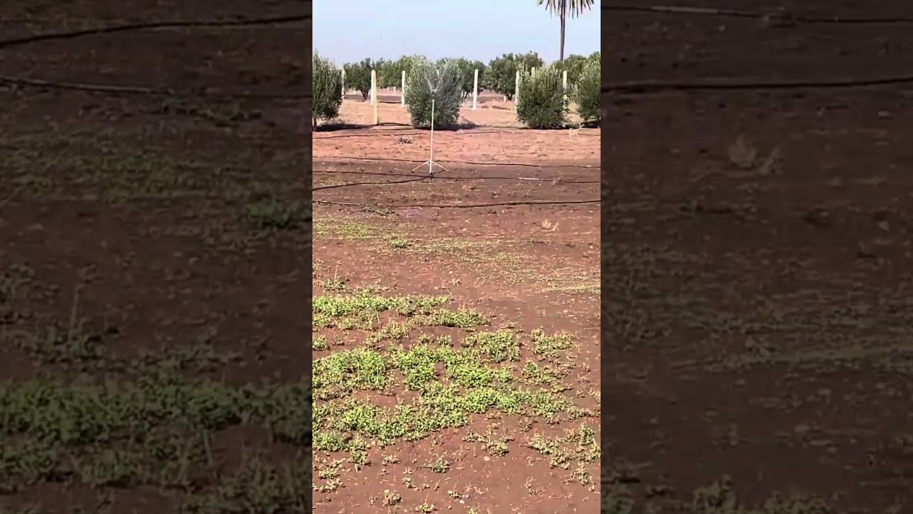 سقي الفصة فصل الشتاء ومراحل تقدم النمو 