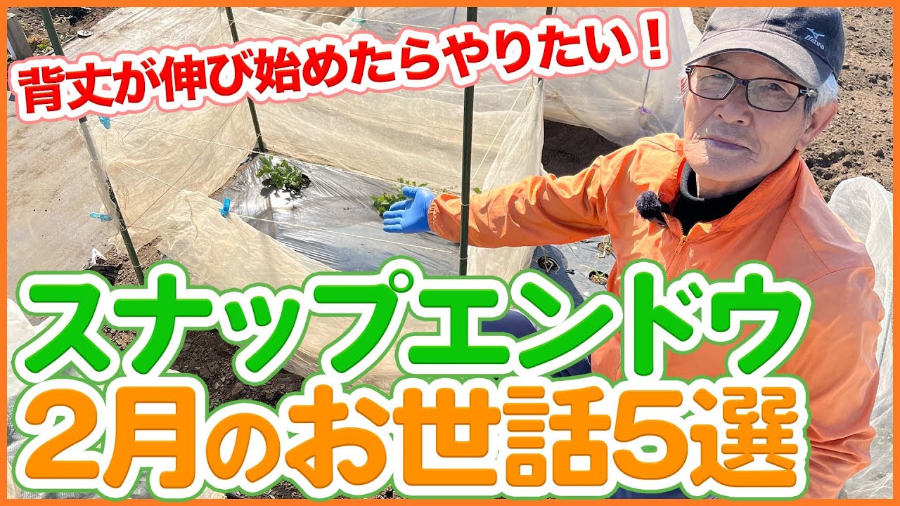 家庭菜園や農園のスナップエンドウ栽培で背丈が伸びたら実施したい2月のお世話5選！【農園ライフ】