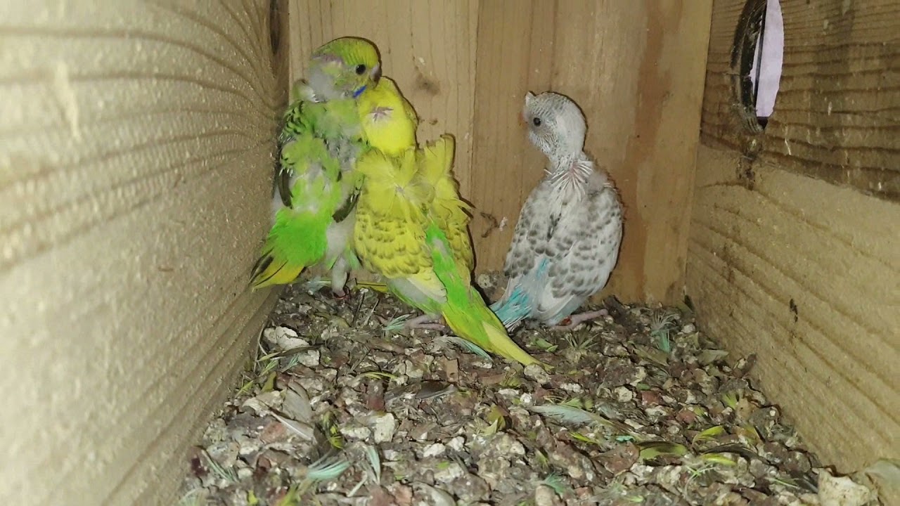 Aviary Update | Breeder Budgies Parakeet Lovebirds | Rainbow Budgies Hagoromo
