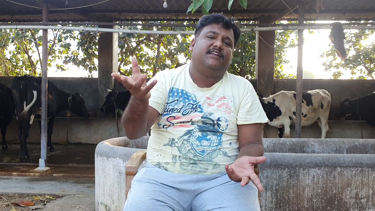How to increase Milk and Udder size in Buffaloes and Cows||How to increase Udder size in Cows||KMR