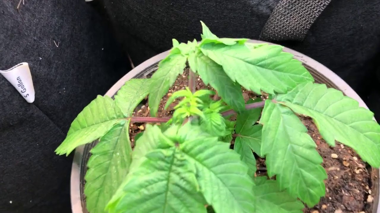 Oklahoma Medical Grow CFL Lights