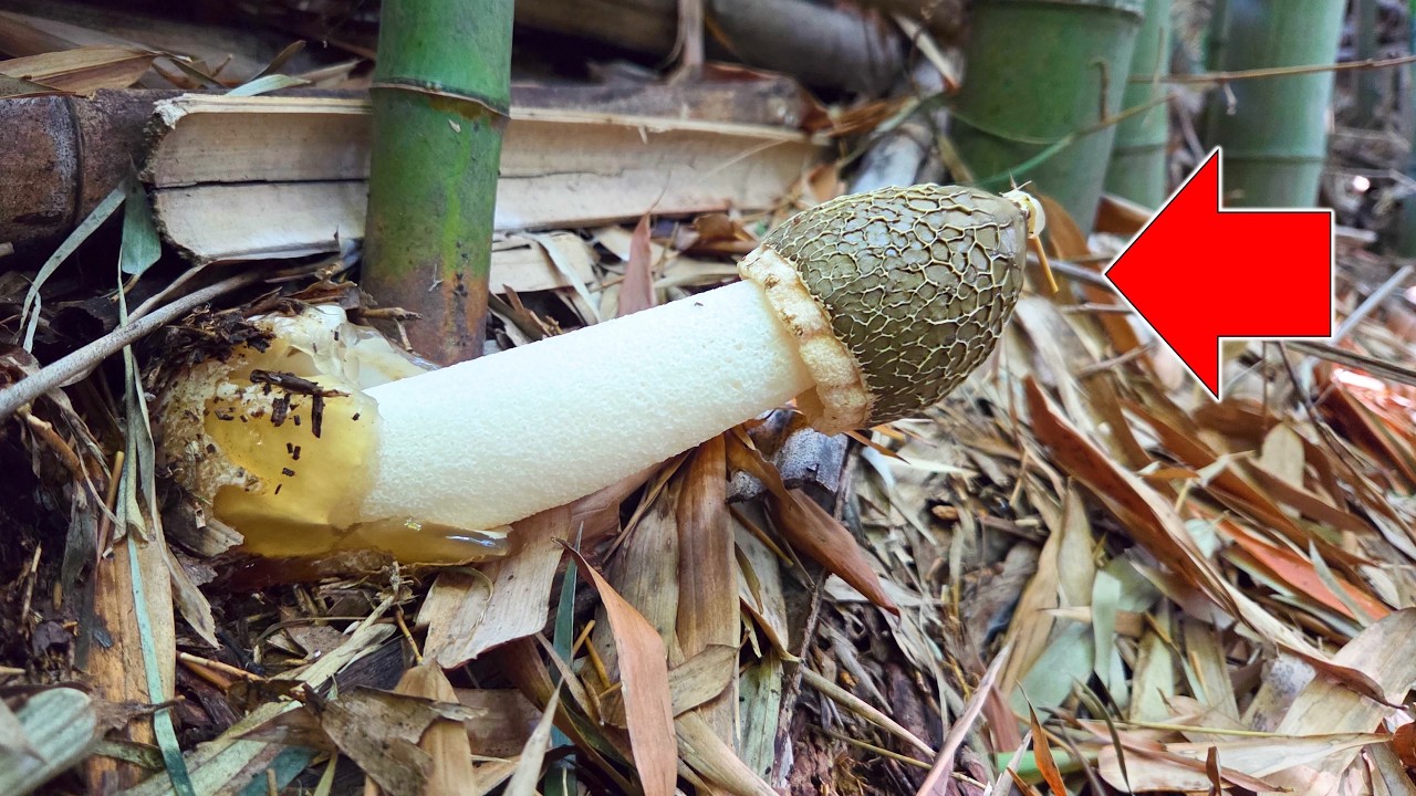 これが幻の高級キノコ…衝撃の生態と激ウマ薬膳スープ