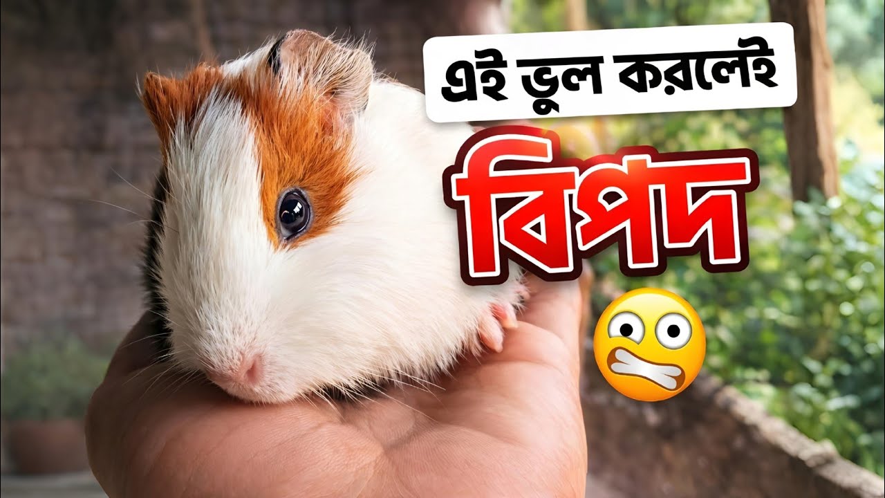 গিনি পিগ পালার সঠিক নিয়ম এই ১টি ভুল করলেই বিপদ!  Guinea Pig Care Guide Bangla