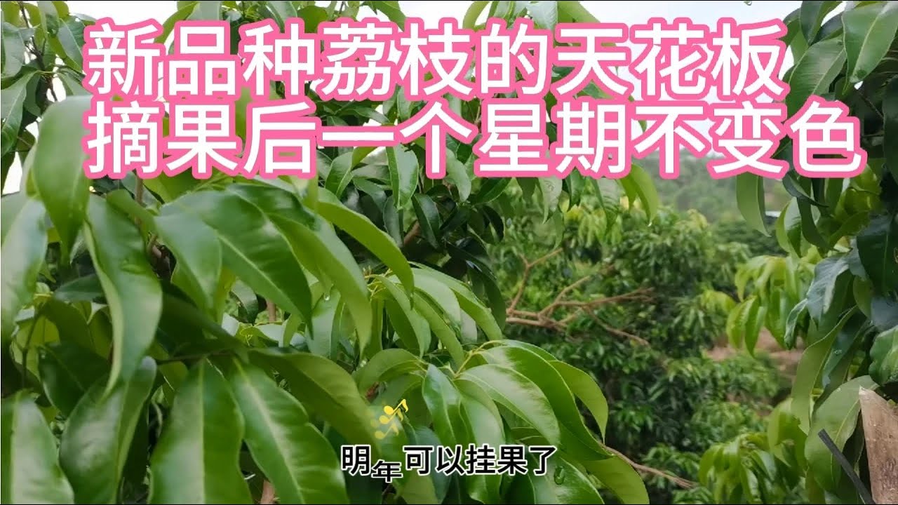 新品种荔枝中的天花板，摘果后一个星期不变颜色易来花挂果率高。#绿色水果 #三农 #自家果园 #农业种植 #仙进奉荔枝 #冰荔荔枝 #新品种种植戸，自己家果园种植有广东十大品牌荔枝，果园多达二十多个品
