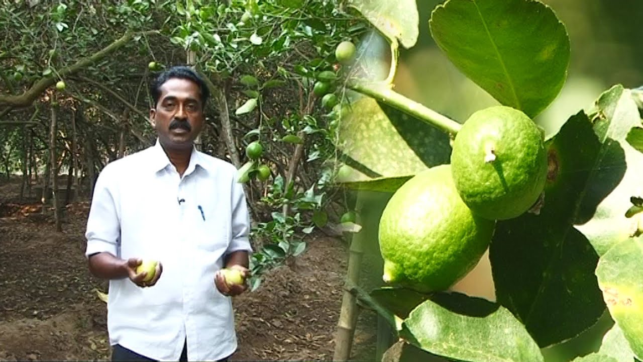 ஆண்டு முழுவதும் நல்ல மகசூல் தரும் எலுமிச்சை சாகுபடி | Lemon Harvesting | Malarum Bhoomi