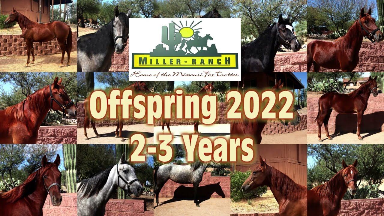 Miller-Ranch - Missouri Foxtrotters Offspring 2-3 Years 2022