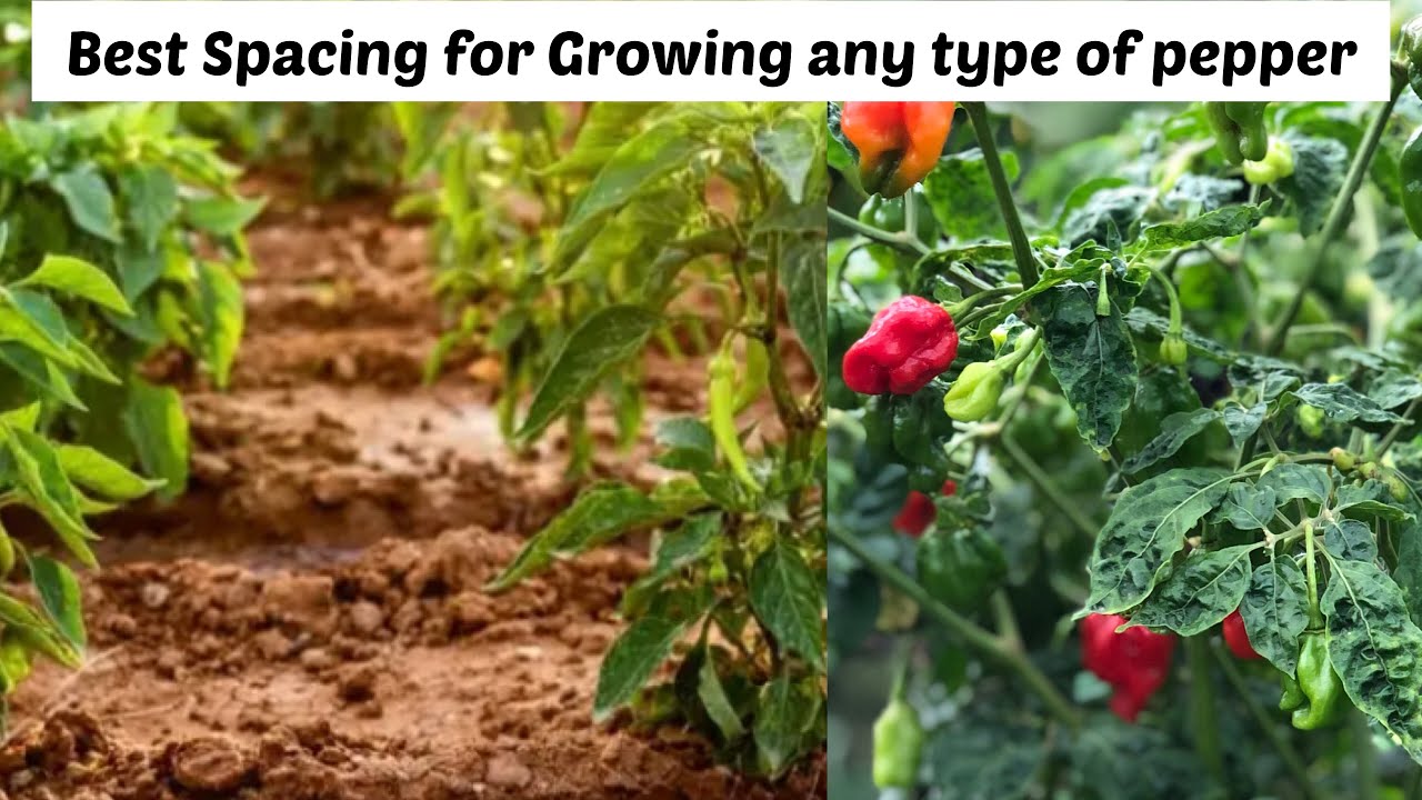 Best Spacing for Growing any Variety of Pepper