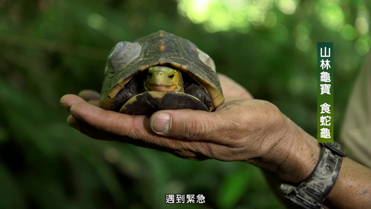 山林龜寶 食蛇龜