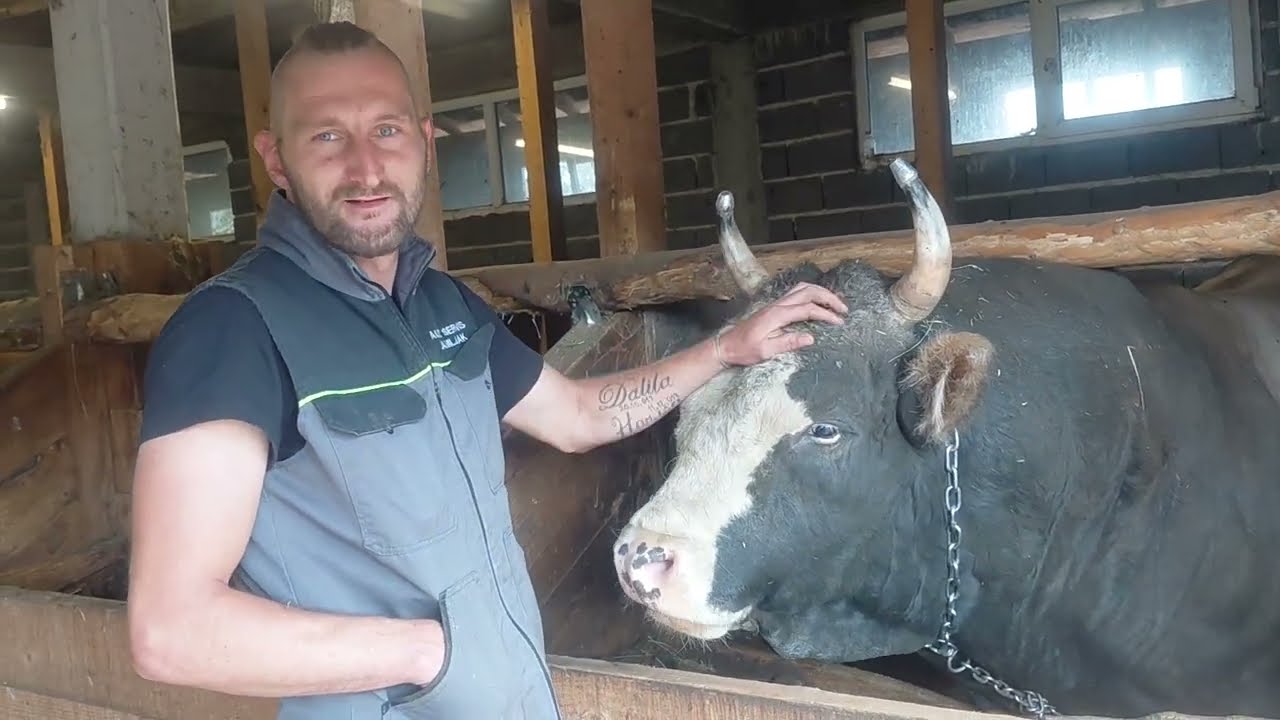 Bikovi bodači Dine Ramljaka
