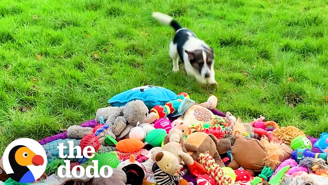 Rescue Dogs Choose Their Own Christmas Presents | The Dodo